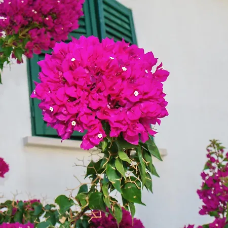 Apartments By The Sea Postira - Brac - 706 Postira